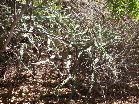 Cylindropuntia cholla