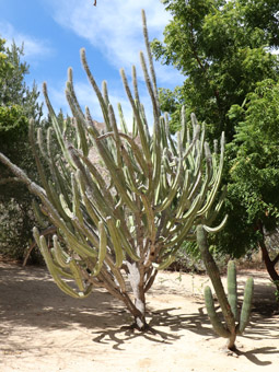  Lophocereus schottii