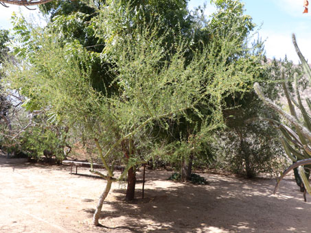 Parkinsonia florida