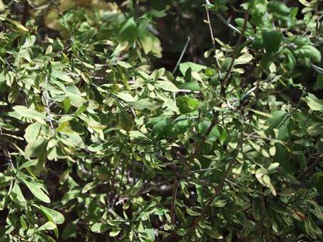Phaulothamnus spinescens