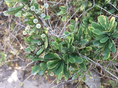 Phaulothamnus spinescens