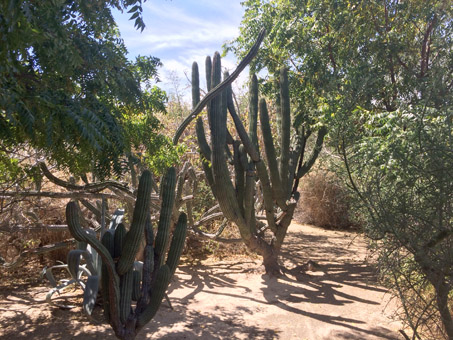 Lophocereus schottii var. australis