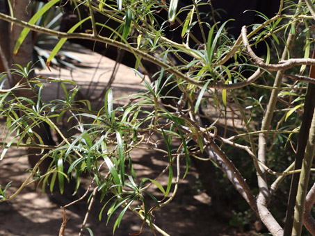 thevetia peruviana tree