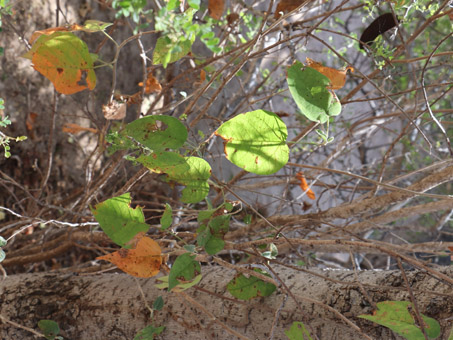  Unknown plant 