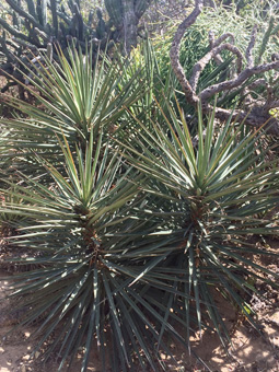 Yucca capensis