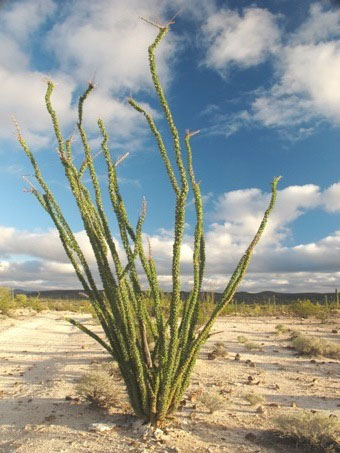 Ocotillo stems