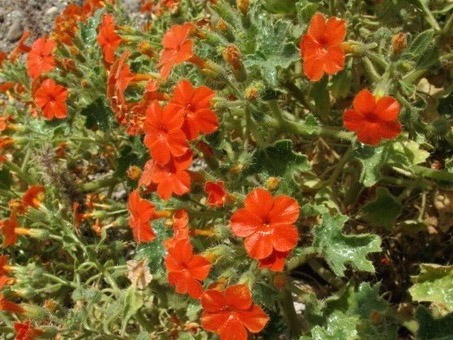 eucnide aurea flowers