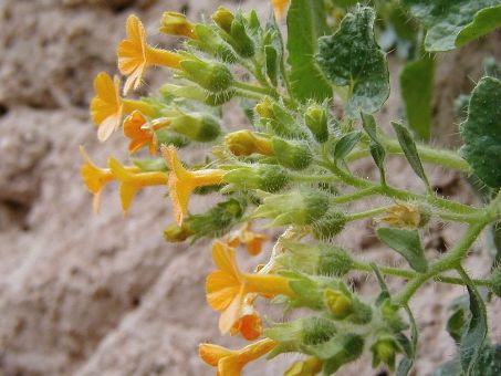 flores de eucnide aurea