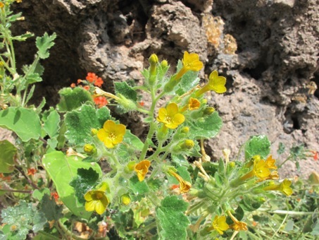 flores de eucnide aurea