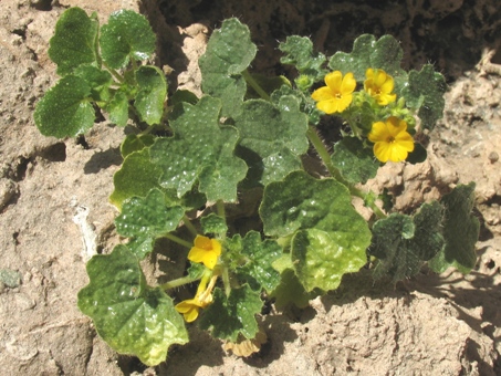 eucnide aurea flowers