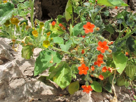 eucnide aurea flowers