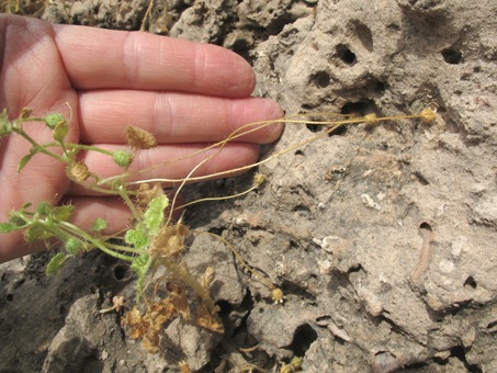 eucnide aurea flowers