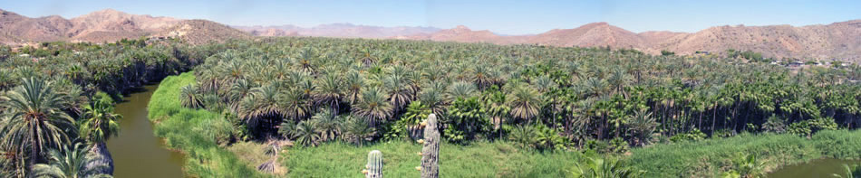 Mulege Oasis panorama