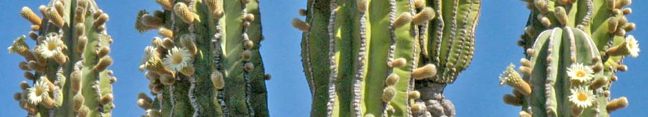 Mulege Oasis panorama