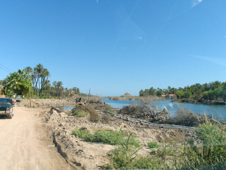 mangroves