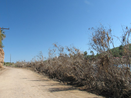 mangroves