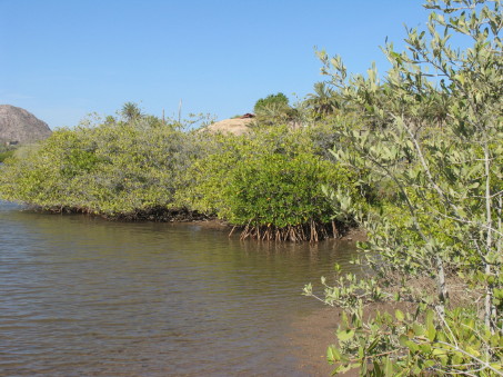 Mangroves