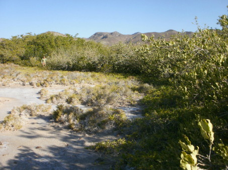 coastal wetland