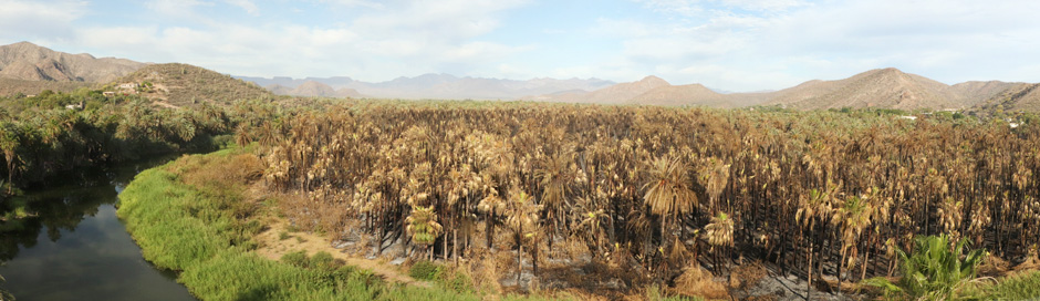 panorama oasis