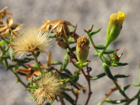 Bajacalia crassifolia