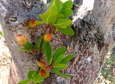 Bursera hindsiana