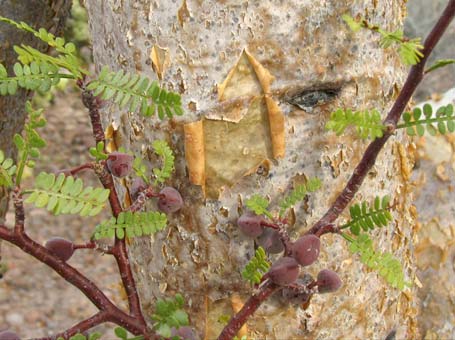 Bursera microphylla