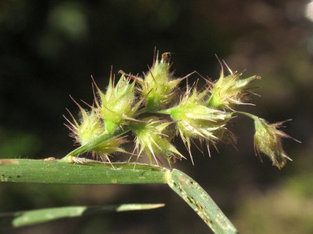 Cenchrus echinatus