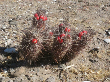 Bursera microphylla