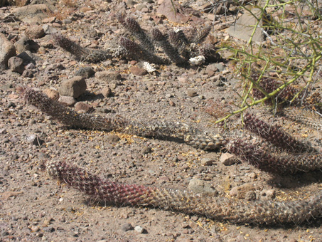 Bursera hindsiana