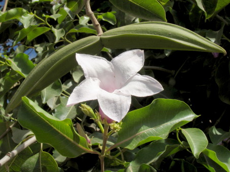 Cryptostegia grandiflora