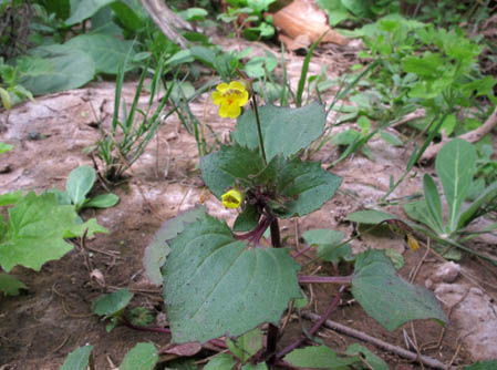 Erythranthe brevinasuta