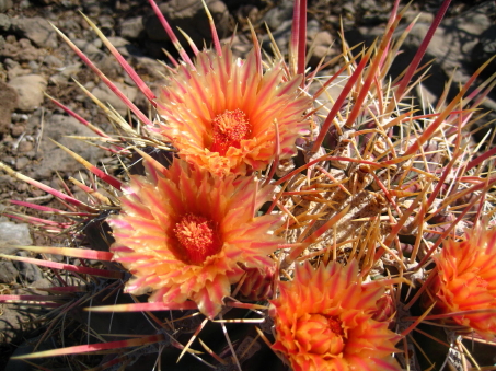 Ferocactus rectispinus