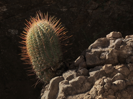 Ferocactus rectispinus