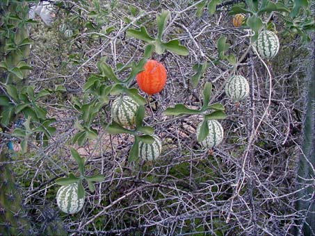 Ibervillea sonorae