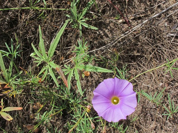 Ipomoea ternifolia