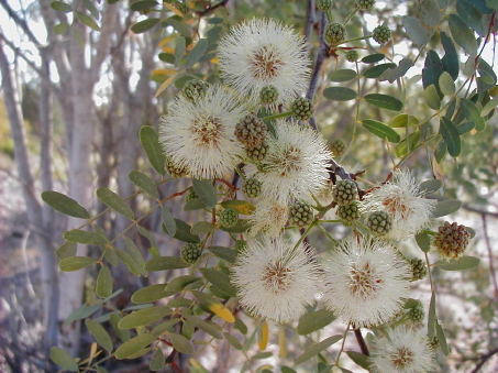 Lysiloma candidum