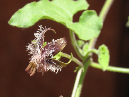 Matelea pringlei