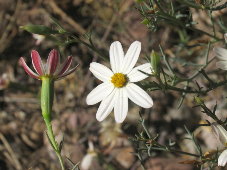 Nicolletia trifida