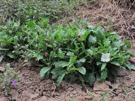 Oenothera kunthii