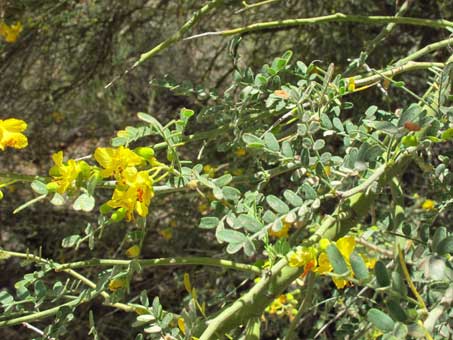 Parkinsonia X sonorae