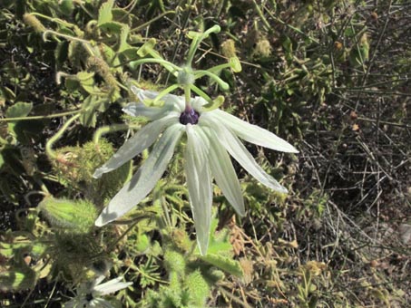 Passiflora palmeri