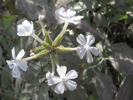 Plumbago scandens