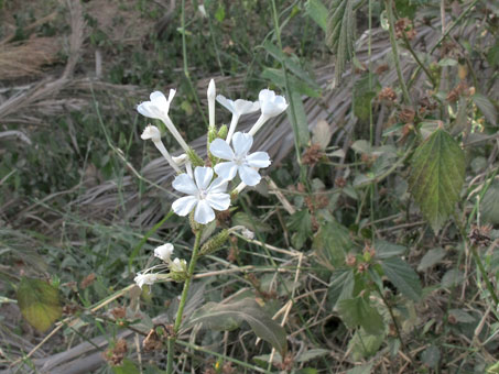 Plumbago scandens