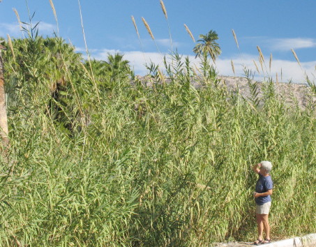 Arundo donax