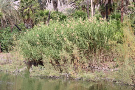 Phragmites and Tamarix spp.