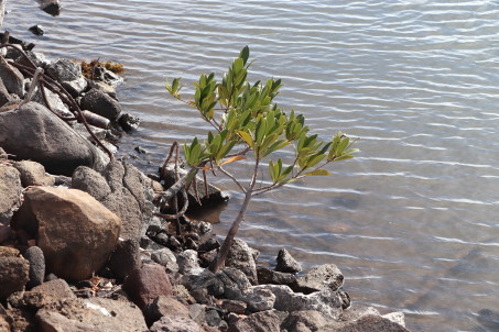 Rhizophora mangle sprout