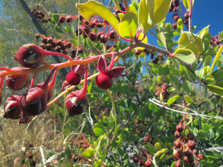 Stegnosperma halimifolia