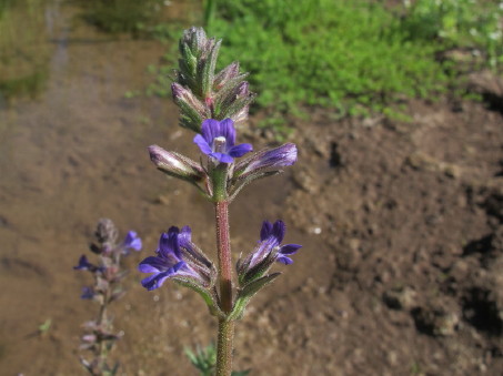 Stemodia durantifolia