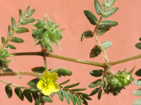 Tribulus terrestris