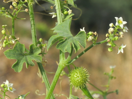 Vaseyanthus insularis